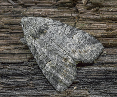 Xylenini