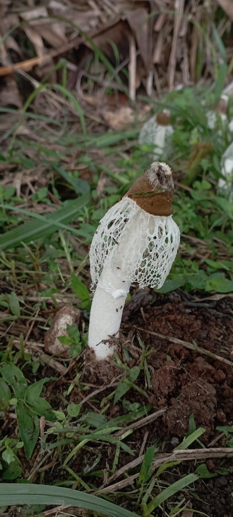 Phallus merulinus · June 2023 · photo: © liustanz (iNaturalist, cc-by)