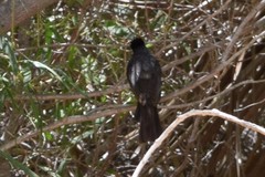 Hypsipetes madagascariensis