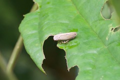 Tretogonia