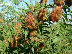 Glycyrrhiza echinata