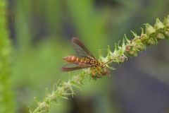 Myrmecopsis polistes