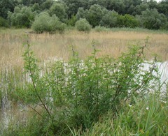 Glycyrrhiza echinata