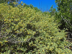 Hermannia lavandulifolia