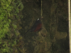 Ochthoeca cinnamomeiventris