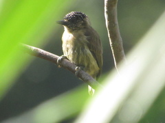 Picumnus olivaceus