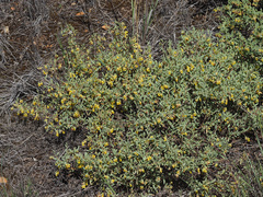 Hermannia lavandulifolia