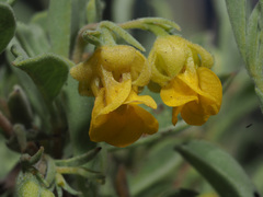 Hermannia lavandulifolia