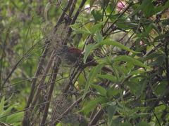 Pheugopedius mystacalis