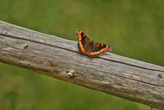 Aglais milberti viola
