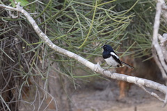 Copsychus albospecularis