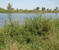 Glycyrrhiza echinata