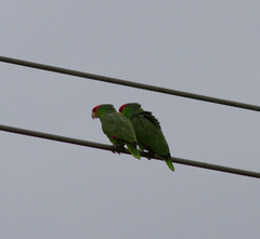 Red-Crowned Amazon photo 4