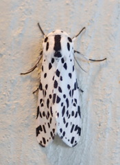 Hypercompe permaculata