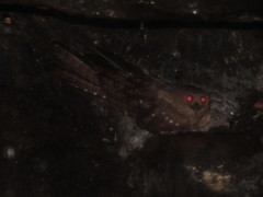 Steatornis caripensis