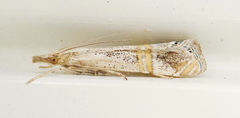 Euchromius californicalis