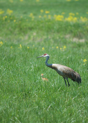 Antigone canadensis tabida