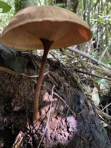 Panus velutinus