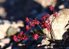 Eriogonum deflexum deflexum