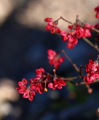 Eriogonum deflexum deflexum