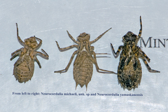 Neurocordulia yamaskanensis