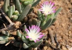 Delosperma herbeum