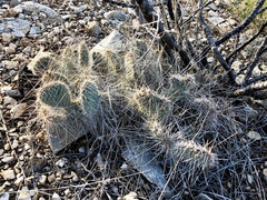 Opuntia trichophora