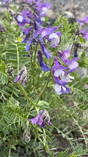 Vicia sosnowskyi, photograph 2
