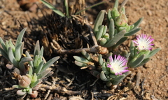 Delosperma herbeum