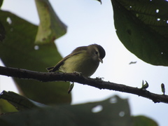 Vireo leucophrys