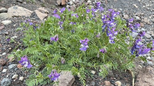 Vicia sosnowskyi, photograph 4