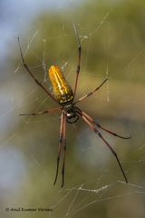 Nephila