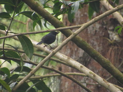 Diglossa albilatera