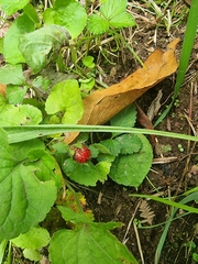 Potentilla indica image