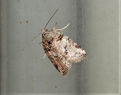 Garella vallata