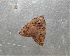 Tolpia conscitulana