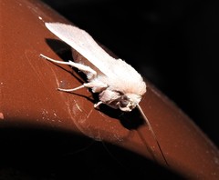 Leucania abdominalis