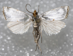 Argyria rufisignella