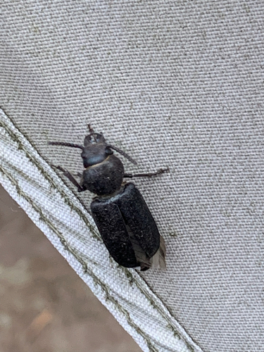 Black Longicorn Beetle, Renkum, photo 8 of 10