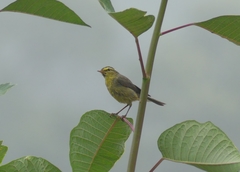 Phylloscopus affinis