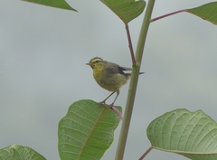 Phylloscopus affinis