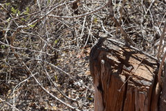 Oplurus cyclurus