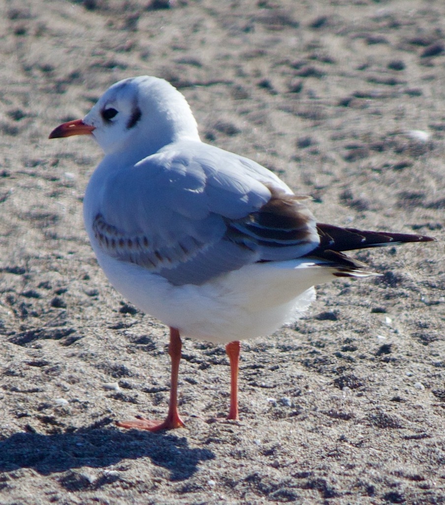 Brown-hooded Gull