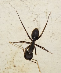 Camponotus
