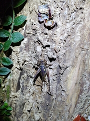 Cardiodactylus guttulus