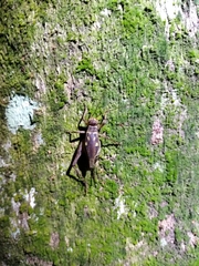 Cardiodactylus guttulus