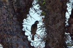 Hypsipetes madagascariensis
