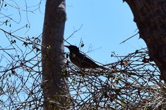 Hypsipetes madagascariensis