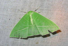 Tanaoctenia haliaria