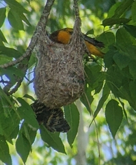 Baltimore Oriole photo 6